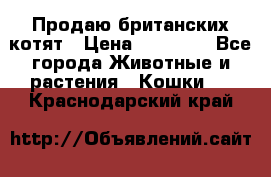 Продаю британских котят › Цена ­ 30 000 - Все города Животные и растения » Кошки   . Краснодарский край